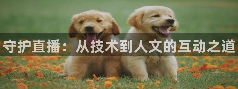 玩球直播网站
