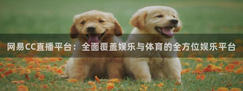 玩球直播nba